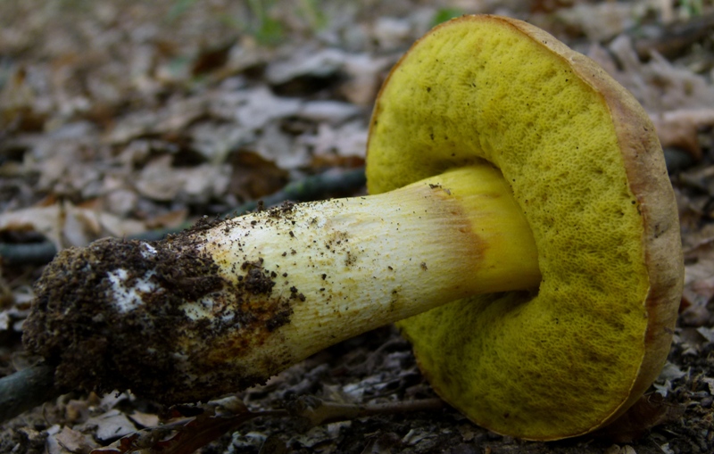 conferma per Boletus impolitus
